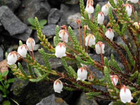 Cassiope selaginoides